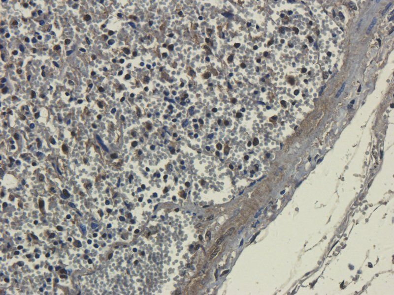 Dnmt3b Rabbit Polyclonal Antibody