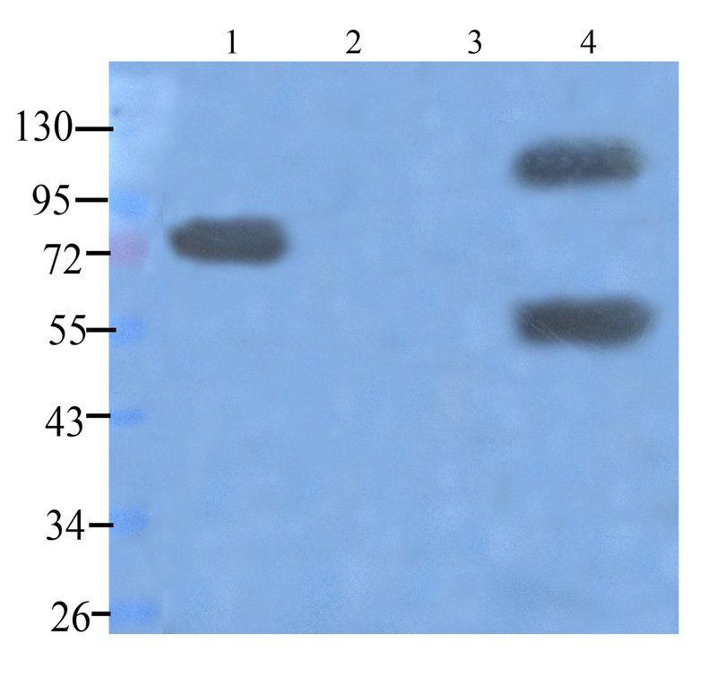 Dnmt3b Rabbit Polyclonal Antibody
