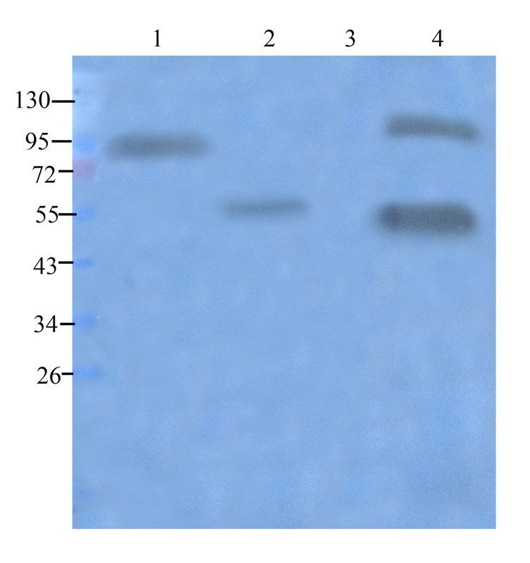 Dnmt3b Rabbit Polyclonal Antibody