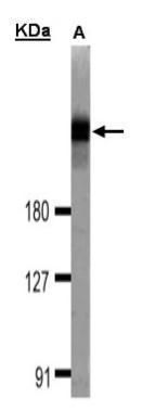 DOCK1 antibody