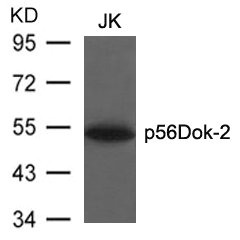 DOK2 Antibody