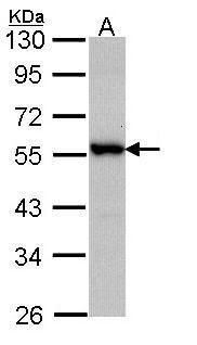 MST4 antibody [C3], C-term