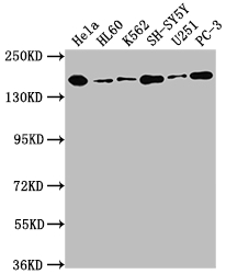 DOT1L Antibody