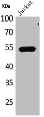 DPP7 Antibody