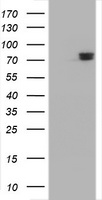 DPP8 Antibody