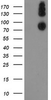 DPP9 Antibody