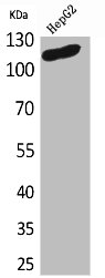 DPYD Antibody