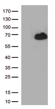 Drebrin Antibody