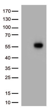 Drebrin Antibody