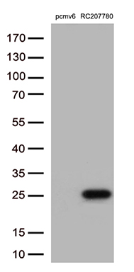 Drebrin Antibody
