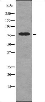 Phospho-DRP1 (Ser616) Antibody