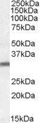 DSCR2/PSMG1 Antibody