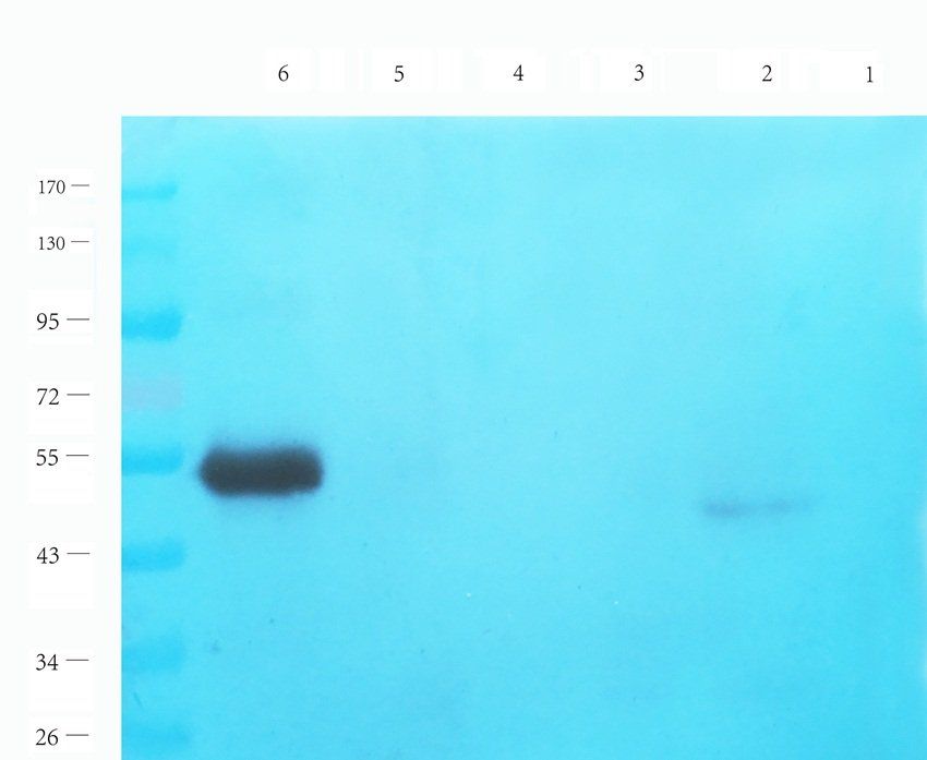 DSPP Rabbit Polyclonal Antibody