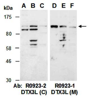 DTX3L (vPairTM) Antibodies