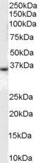 Goat anti-Duffy / FY / DARC Antibody