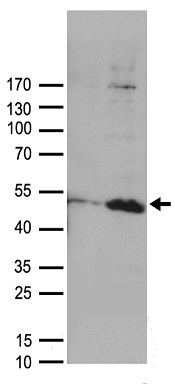 DUSP1 Antibody