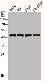 DUSP1/DUSP4 Antibody