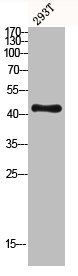 DUSP1/DUSP4 Antibody