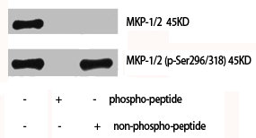 DUSP1/DUSP4 Antibody