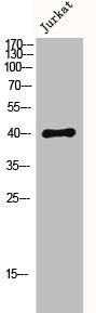 DUSP1/DUSP4 Antibody