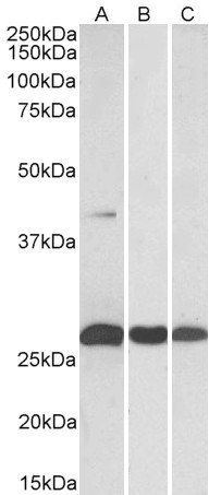 DUSP6/MKP3 Antibody