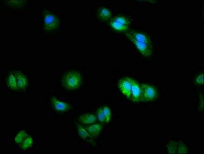 DUSP9 Antibody