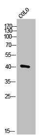 DUSP9 Antibody