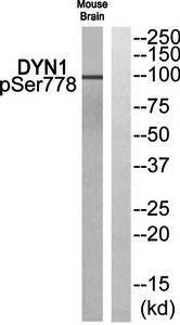 DYN1 (Phospho-Ser778) Antibody