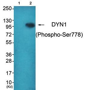 DYN1 (Phospho-Ser778) Antibody