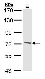 dynein cytoplasmic 1 intermediate chain 2 Antibody
