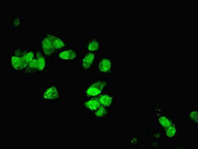 DYNLL1 Antibody