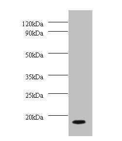 DYNLL1 Antibody