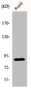 DYRK1A Antibody