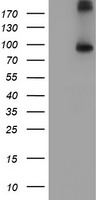 DTNA Antibody