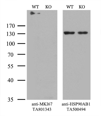 E Cadherin Antibody