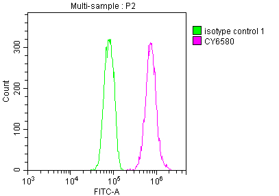 E2F1 Antibody