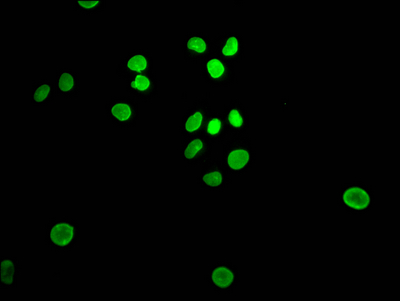E2F1 Antibody