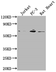 E2F1 Antibody