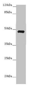 E2F1 Antibody