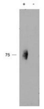 Goat anti-phospho-CD244 / 2B4 Antibody