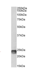 SOCS1, biotinylated Antibody
