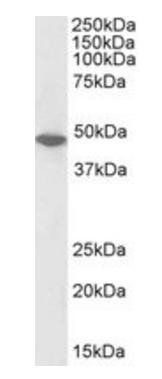 ORC4L, Biotinylated Antibody