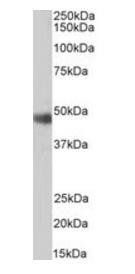 ORC4L Antibody