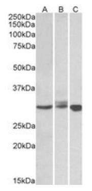 Goat anti-LIVIN / BIRC7 Antibody