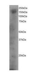 DOCK1 Antibody