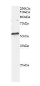 ARFGAP3 Antibody