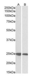 GRB2 Antibody