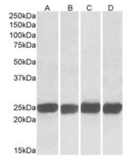 GRB2 Antibody
