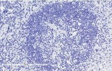 GRB2 Antibody