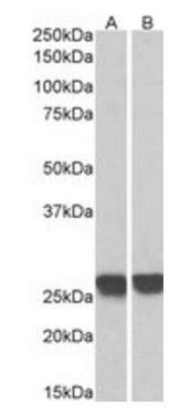 GRB2 Antibody